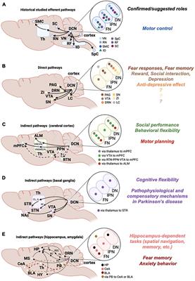 Recent Advances in the Understanding of Specific Efferent Pathways Emerging From the Cerebellum